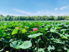 -长春市南湖公园