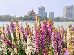 -顺峰山公园