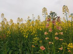 -中国天府农业博览园