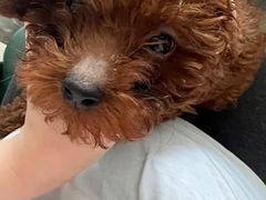 -小伙伴宠物医院•急重症转诊中心·老年专科·犬猫全科(北大街总院)