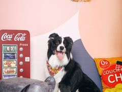 -超宠爱宠物摄影-Super pet