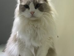 -喵的天空名猫咖啡馆·撸猫·猫舍·用品