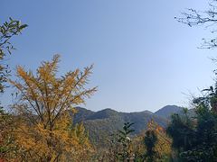 -千年银杏谷文化旅游区