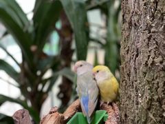 -正佳雨林生态植物园