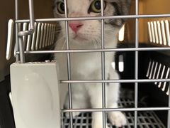 -爱妮康宠物医院·干细胞免疫细胞·肿瘤·心脏(张江店)