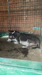 -萌宠亲子动物乐园(槐房万达店)