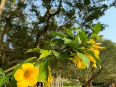 -深圳仙湖植物园