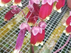 -金马仑薰衣草花园(Cameron Lavender)