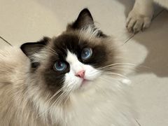 -平行世界·猫咖(首经贸店)