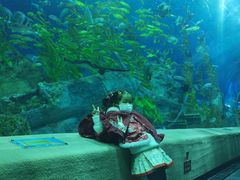 -芜湖新华联大白鲸海洋公园