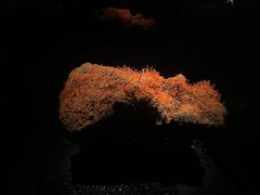 -浙江自然博物院(杭州馆)