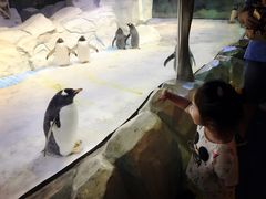 -芜湖新华联大白鲸海洋公园