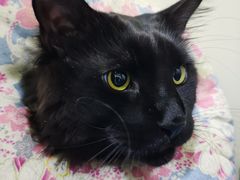 -纳吉亚猫专科动物医院博雅分院