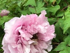 -广西壮族自治区药用植物园