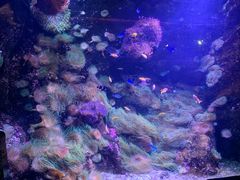 -悉尼海洋生物水族馆