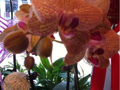 -静岸花卉园艺(三星坊店)