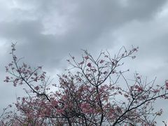 -天适樱花悠乐园