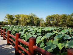 -长兴太湖图影湿地文化园