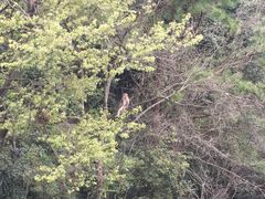-武陵山森林公园