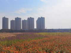 -映月湖中央公园