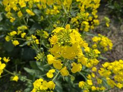 -渔娘蟹庄(阳澄湖莲花岛店)