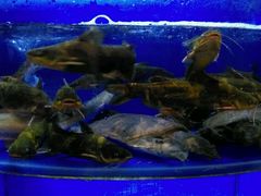 android_upload_pic-宁海食府(大剧院店)
