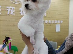 -天宠宠物医院24小时·急重症诊疗中心·全科·腔镜特色(和平分院)