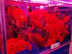 -清平路水族市场