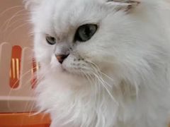 -晋来顺手擀面(十里河店)