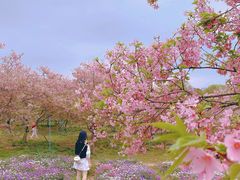 -天适樱花悠乐园