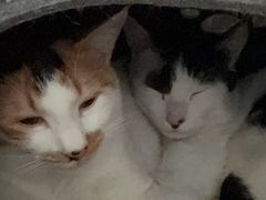 -瑞派先诺宠物医院•猫专科•普外科•中兽医(佛山院)
