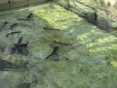 -钰田大院·碳烤虹鳟鱼·怀柔地道农家菜(雁栖湖店)