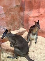 -Zoolung Zoolung动物主题公园(海信广场店)