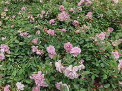 -人民公园(罗湖区)