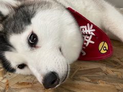 -Husky Go! 哈士奇体验馆·宠物咖啡厅狗咖