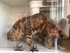 -猫咖时代(中山亭店)