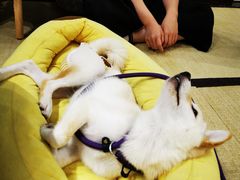 -逗柴咖啡屋·狗咖猫咖宠物桌游