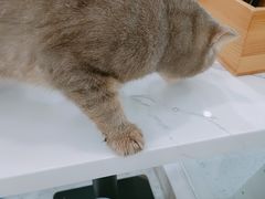 -喵园·猫主题咖啡厅·撸猫·猫咖(国贸店)