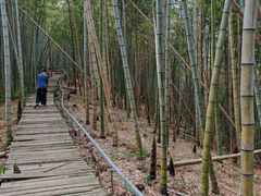 -宁波浙东大竹海景区