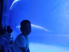 -芜湖新华联大白鲸海洋公园