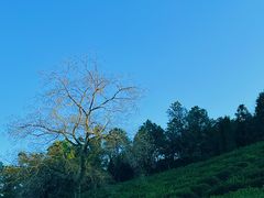 -树山生态村