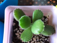 -老佛爷正宗铜炉蛙锅(五道口店)