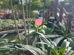 -南宫五洲植物乐园