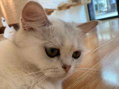 -momokira米努特·德文卷毛猫·棉花面纱犬