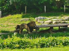 -北京野生动物园