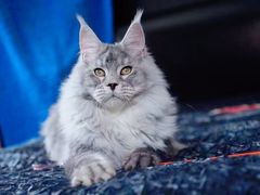 -十年猫舍·猫咪专门店(普陀店)
