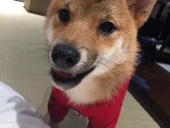 -逗柴咖啡屋·狗咖猫咖宠物桌游