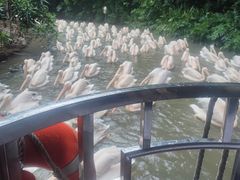 -广州长隆飞鸟乐园