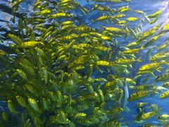 -太平洋海底世界