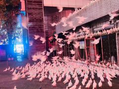 -绵阳人民公园(涪城区)